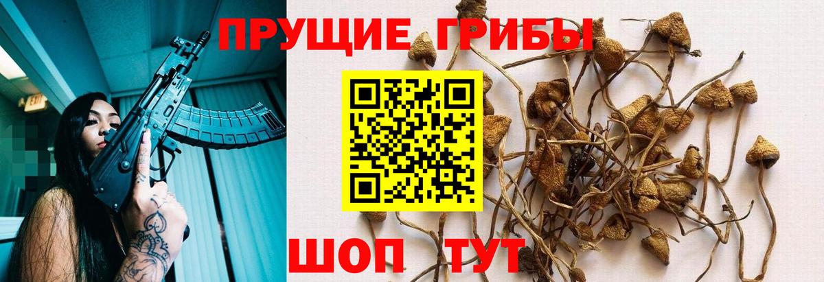 Кудрово  купить закладку  Галлюциногенные грибы Cubensis  Вход с VPN  Псилоцибиновые грибы прущие грибы 